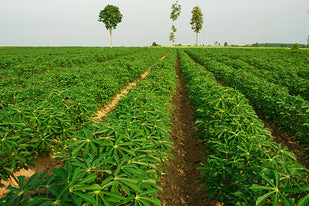 1 — Planted & Grown