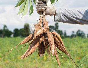 2 — Harvested & Prepared